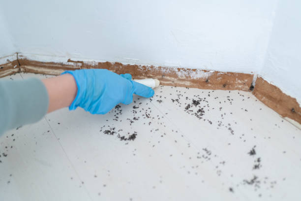 Best Rat Extermination Near Me  in Deschutes River Woods, OR